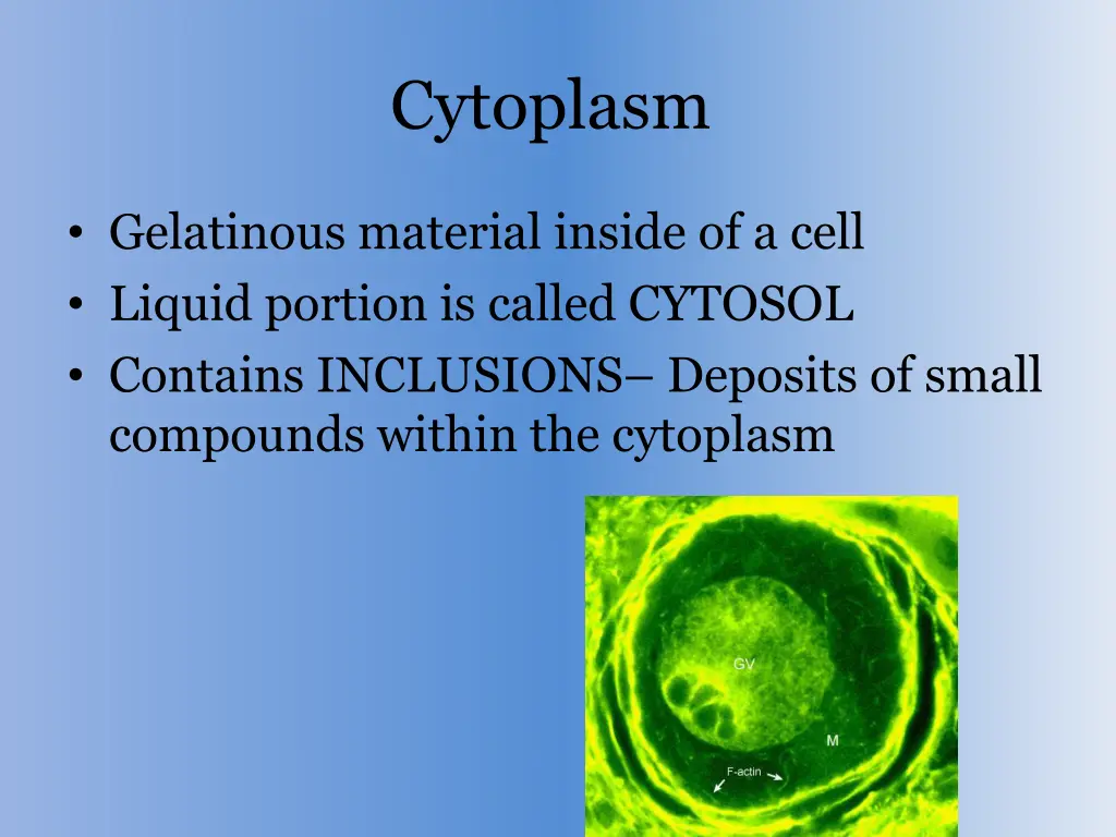 cytoplasm