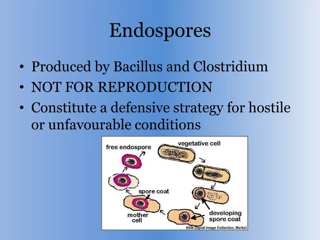 endospores