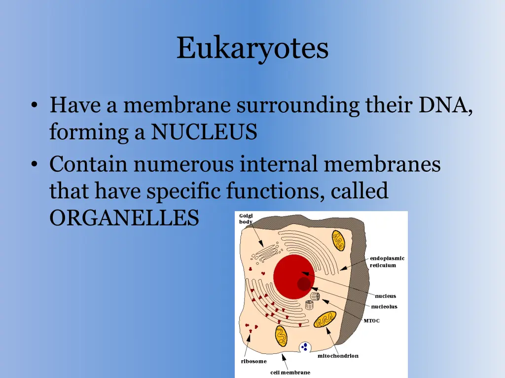 eukaryotes