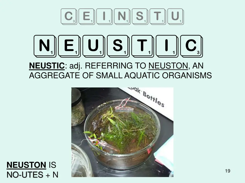 ceinstu neustic neustic adj referring to neuston