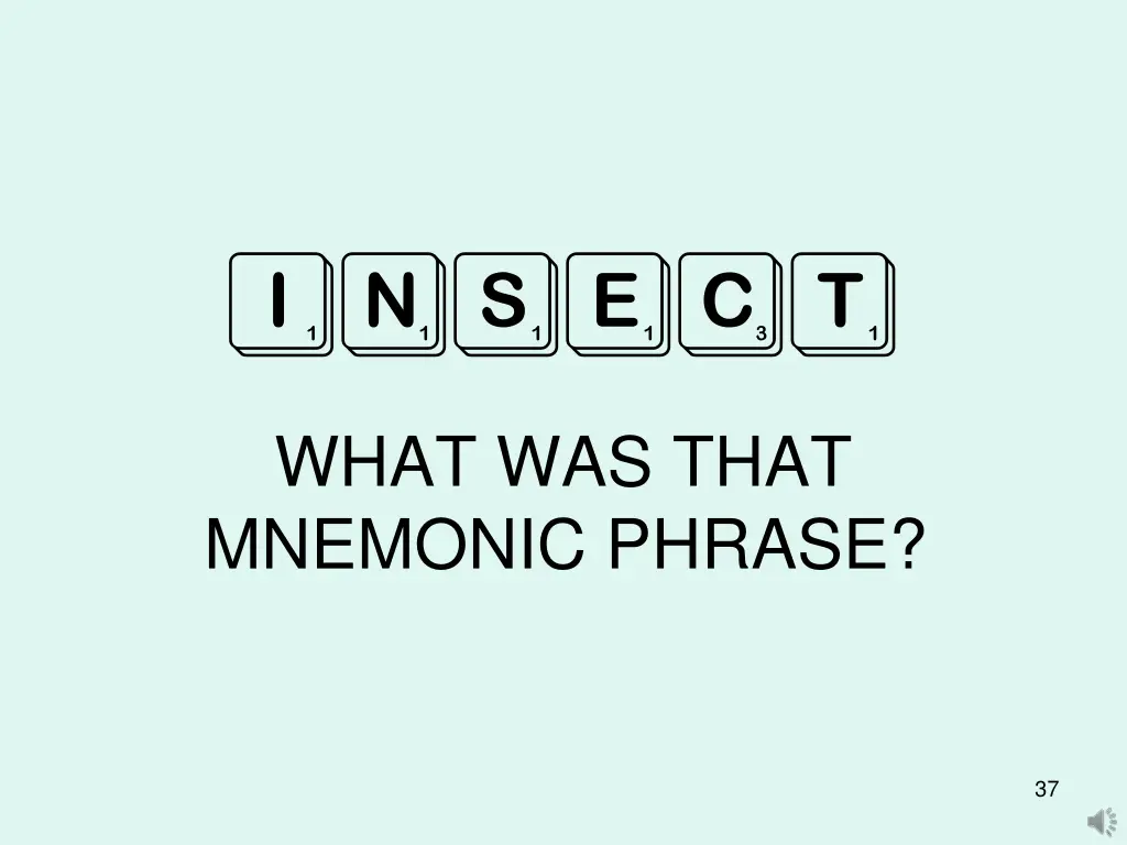 insect 3