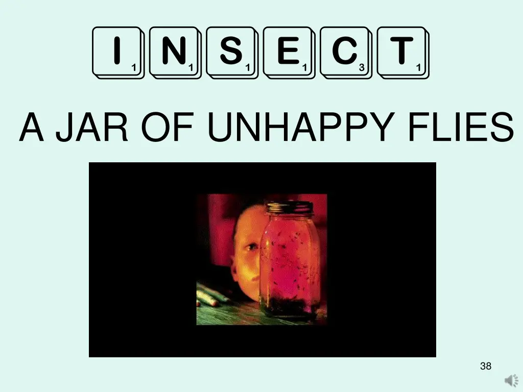 insect 4