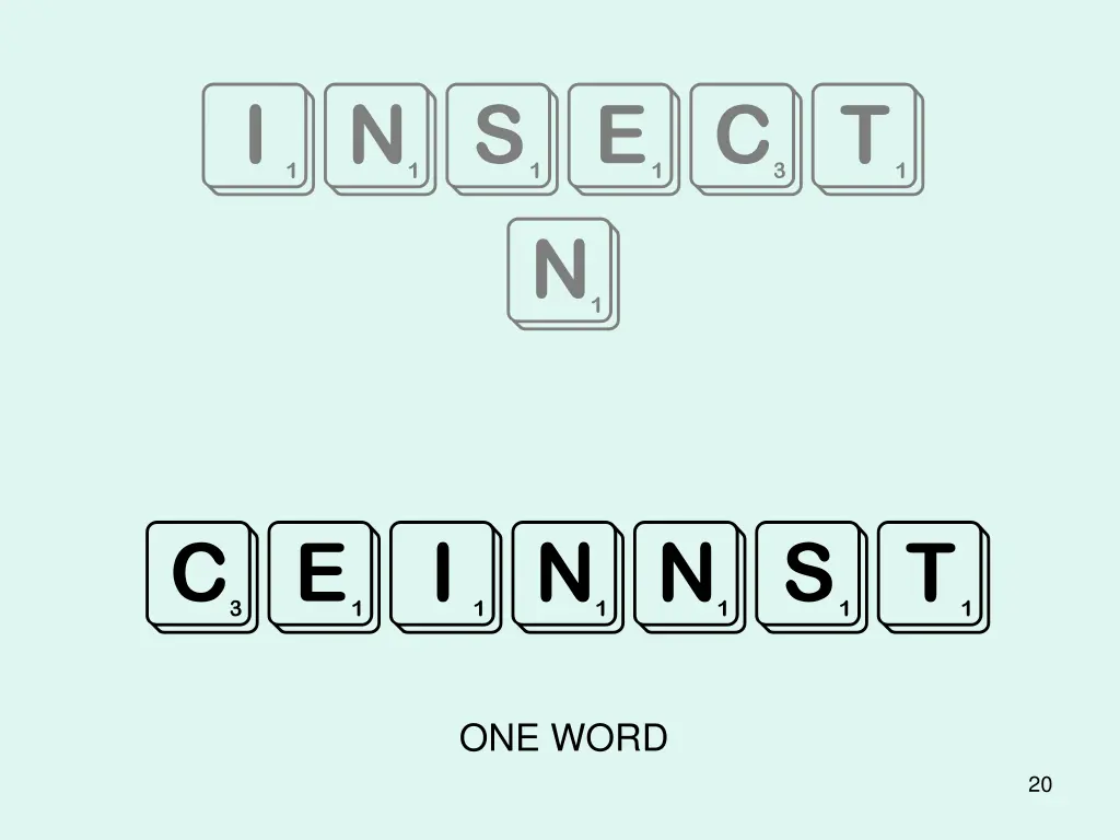 insect n