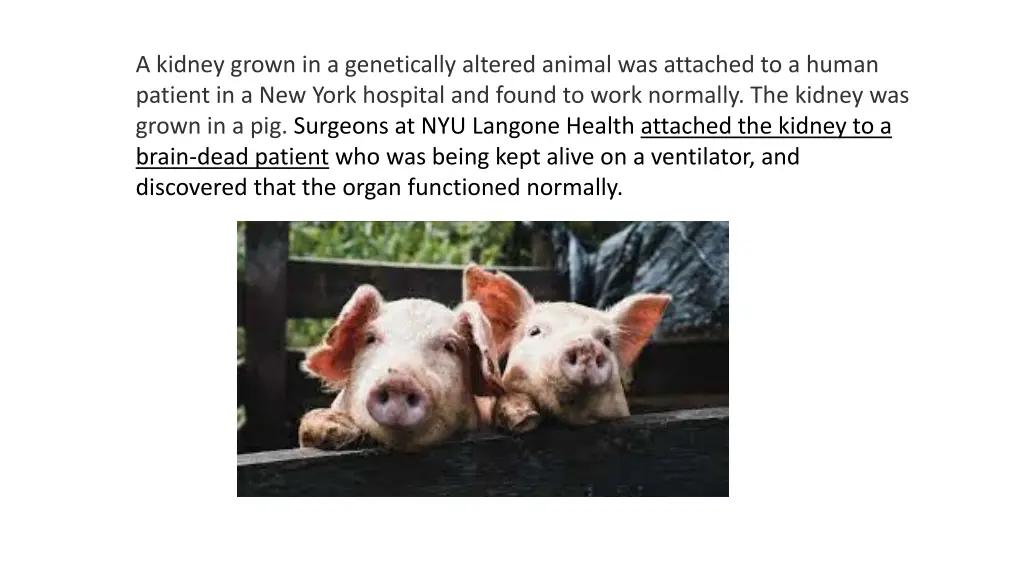 a kidney grown in a genetically altered animal