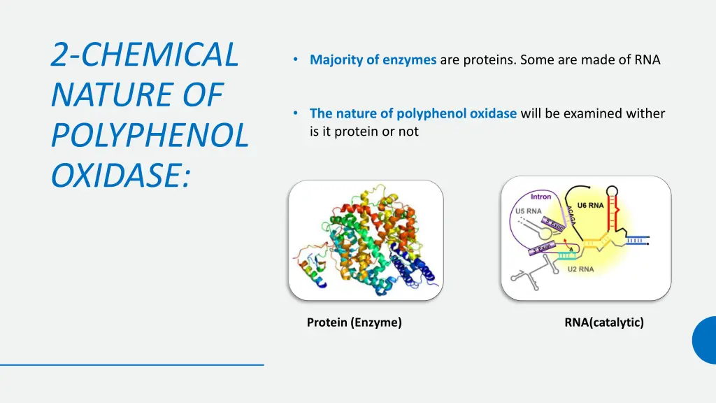 2 chemical nature of polyphenol oxidase