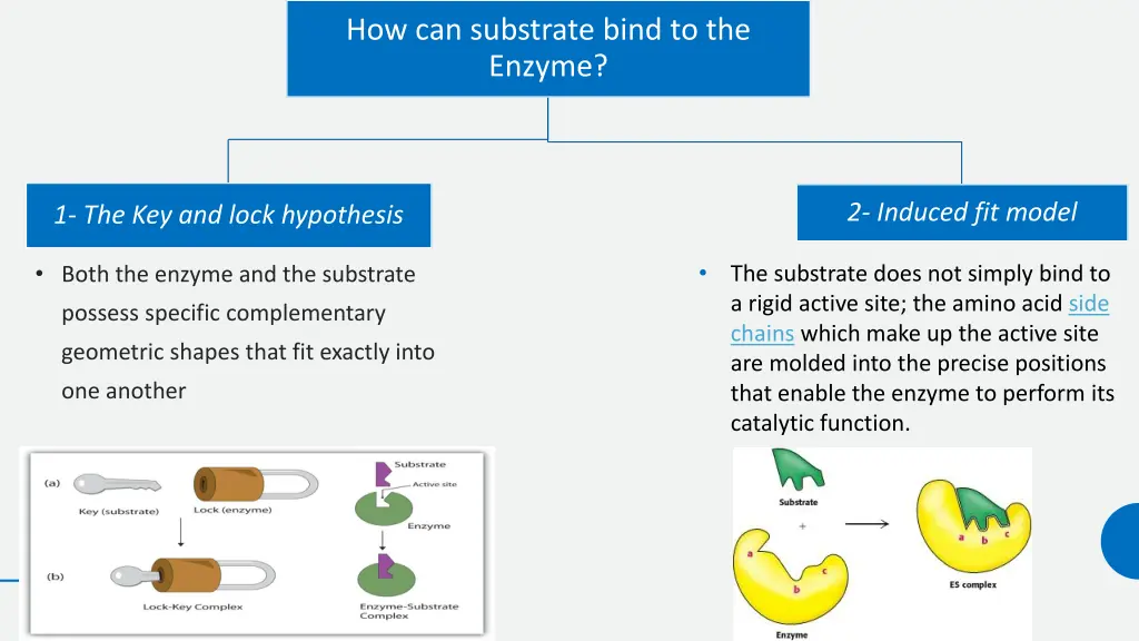 how can substrate bind to the enzyme