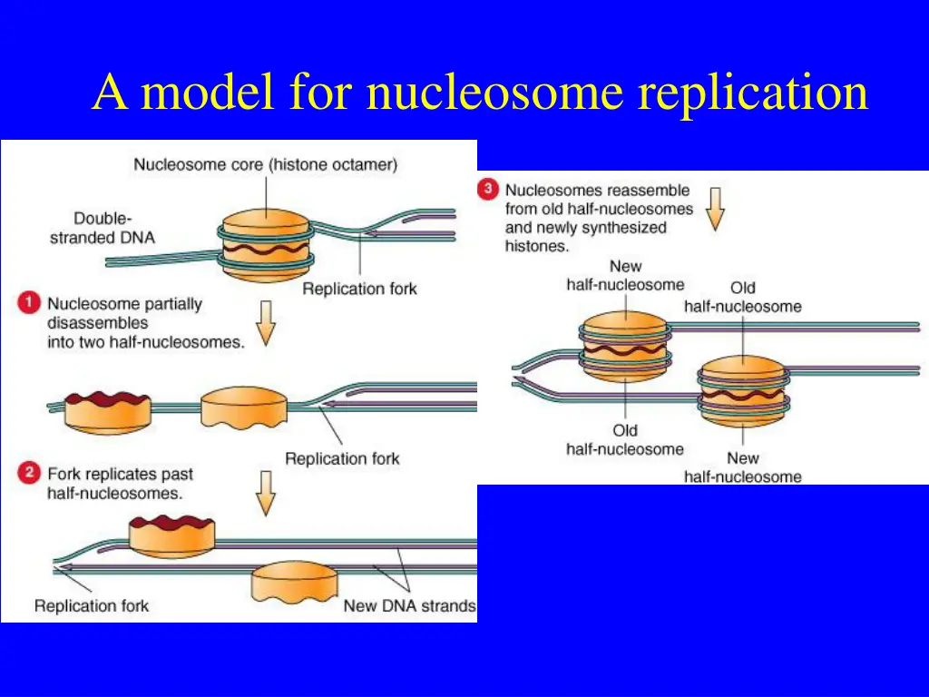a model for nucleosome replication