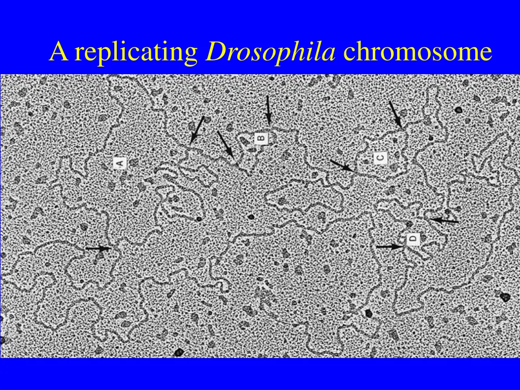 a replicating drosophila chromosome