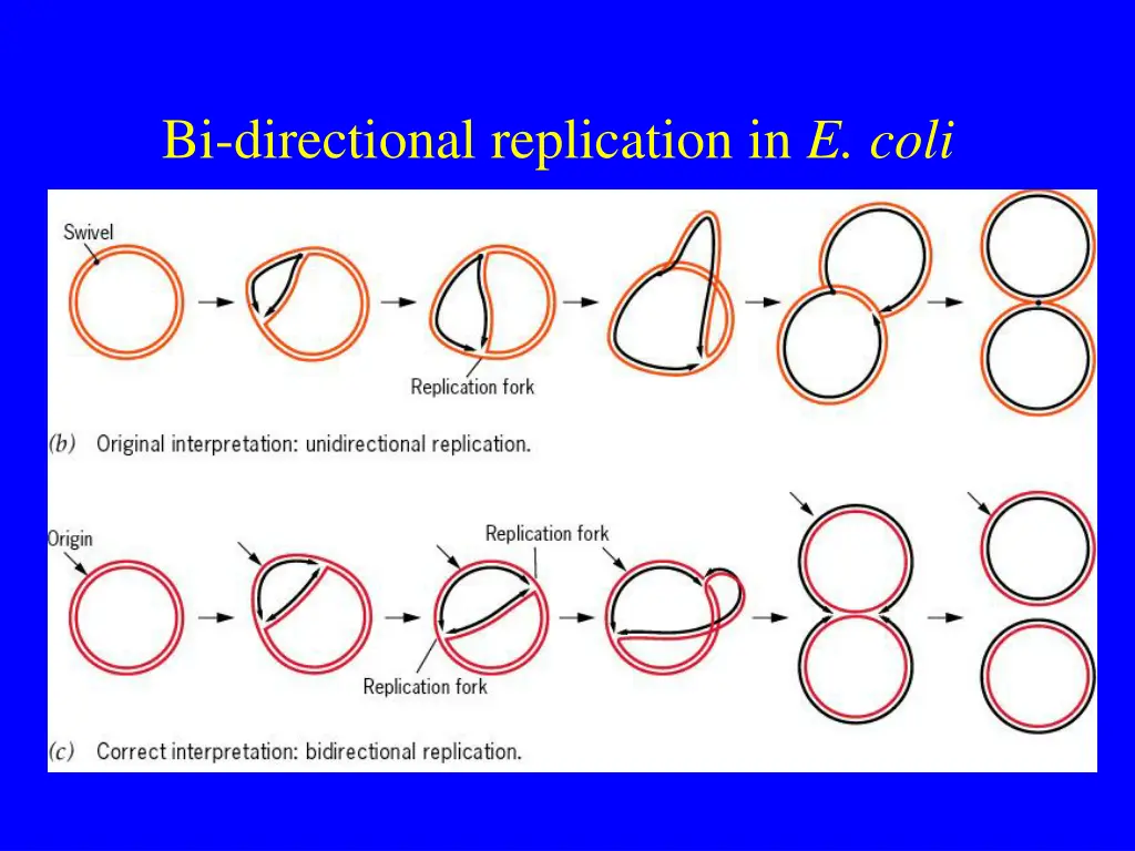 bi directional replication in e coli