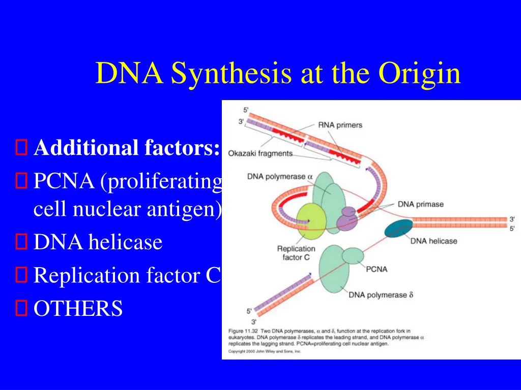 dna synthesis at the origin