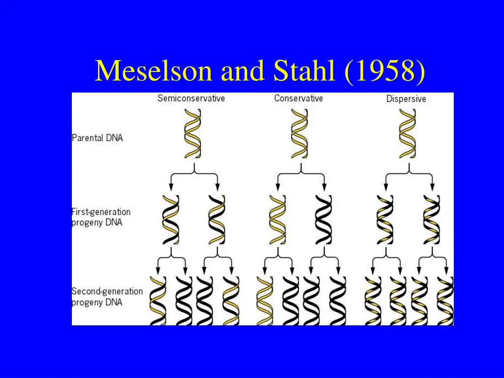 meselson and stahl 1958