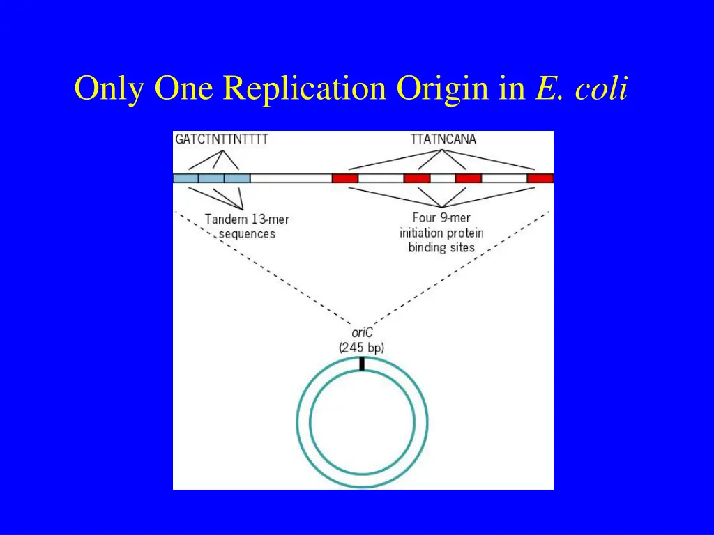 only one replication origin in e coli