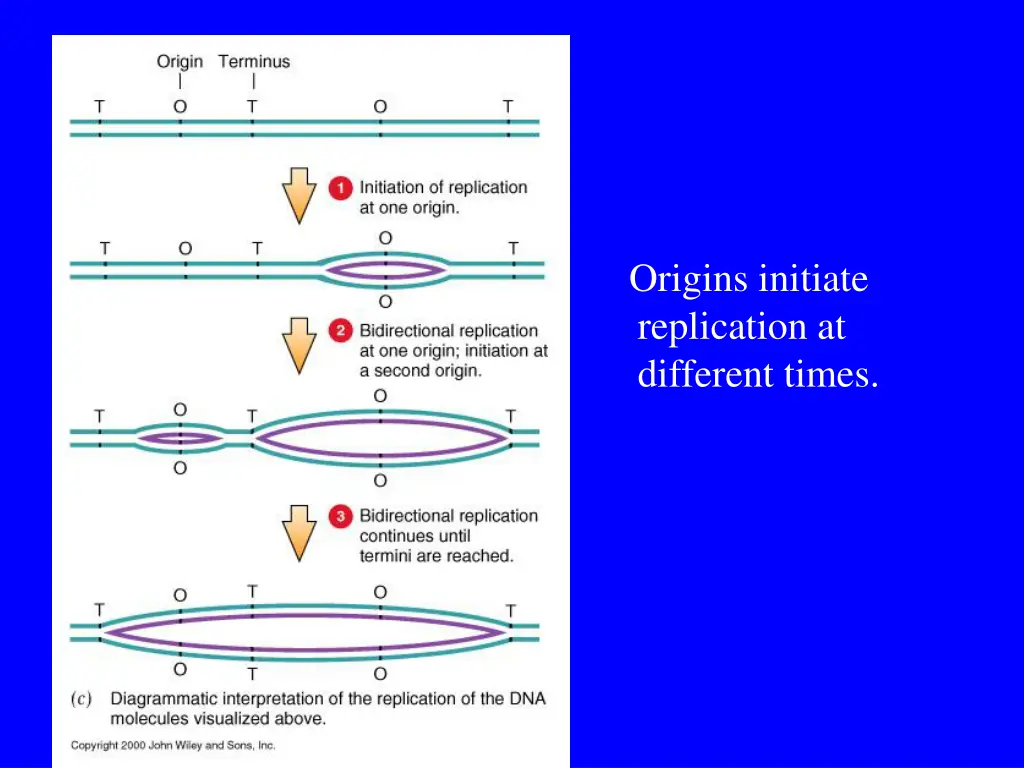 origins initiate replication at different times