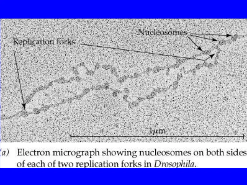 slide15