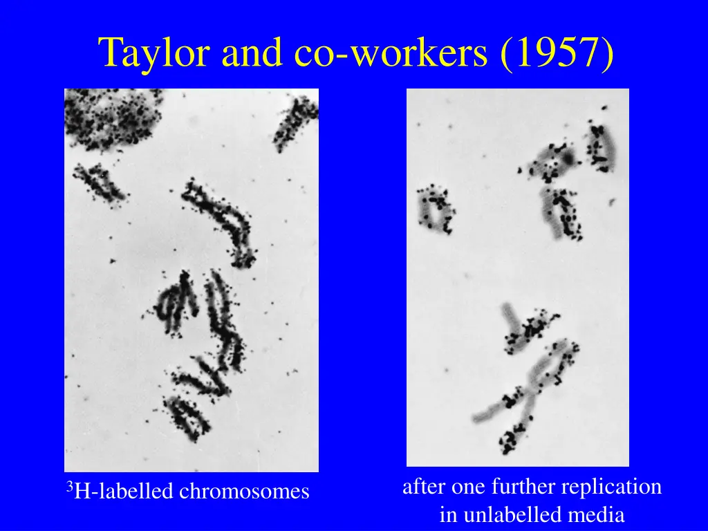 taylor and co workers 1957