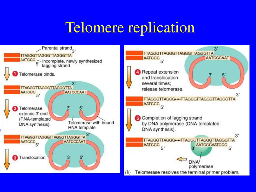 telomere replication