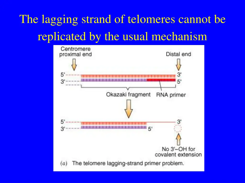 the lagging strand of telomeres cannot