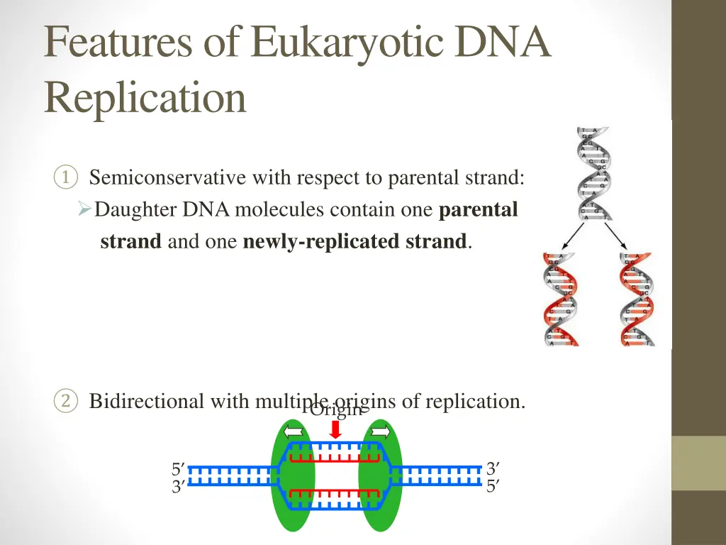 features of eukaryotic dna replication