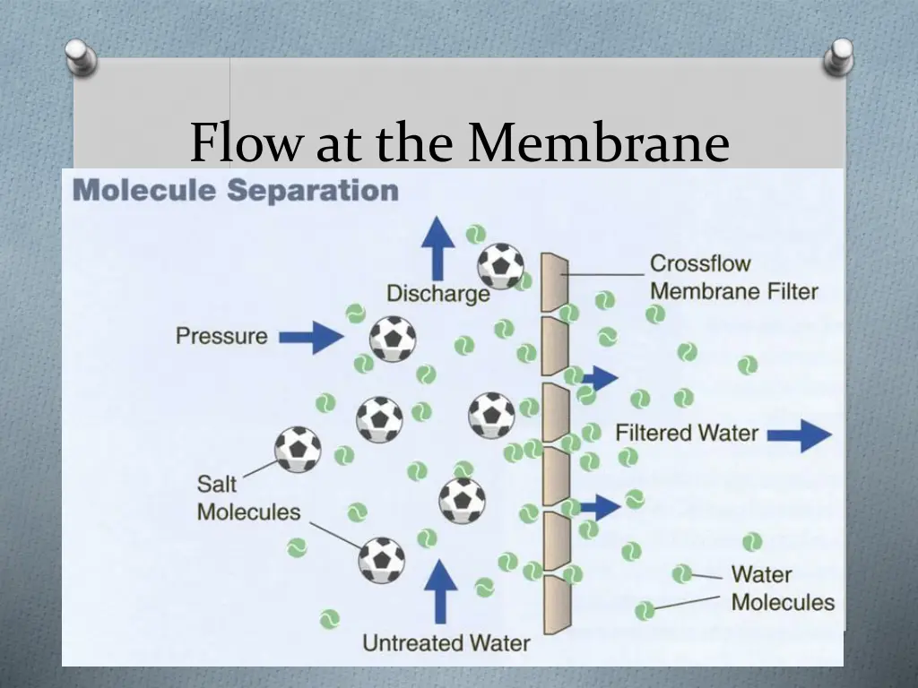flow at the membrane 1