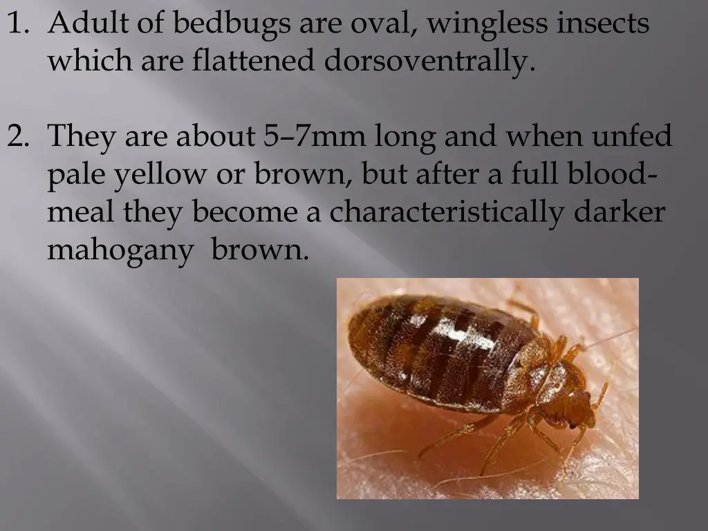 1 adult of bedbugs are oval wingless insects