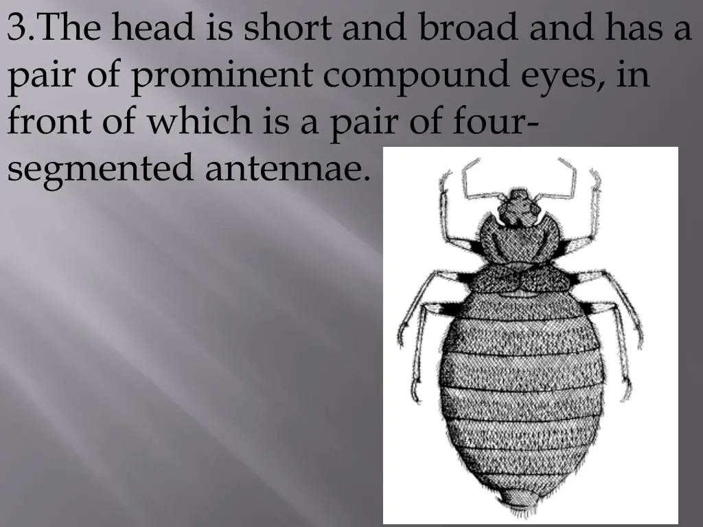 3 the head is short and broad and has a pair