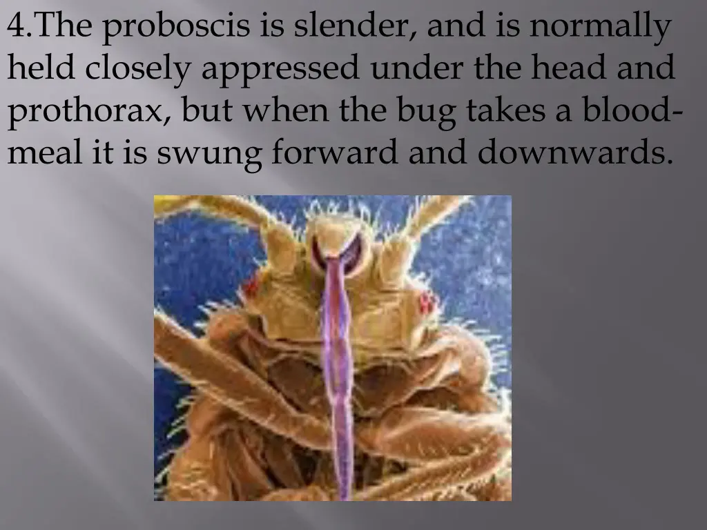 4 the proboscis is slender and is normally held