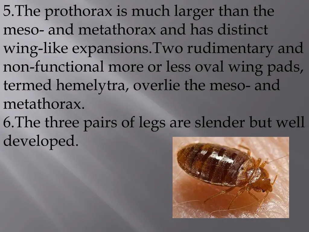 5 the prothorax is much larger than the meso