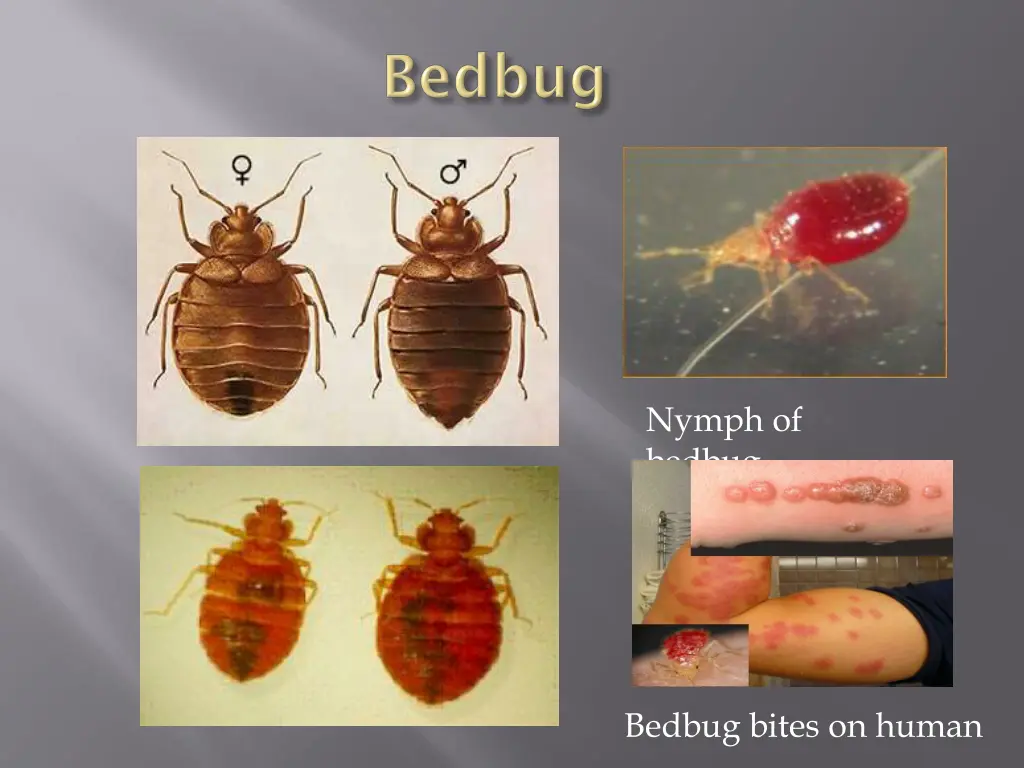 nymph of bedbug