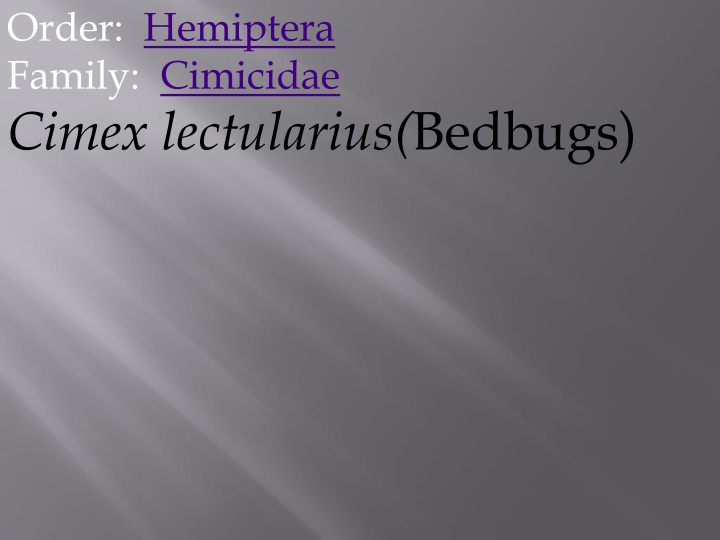 order hemiptera family cimicidae cimex