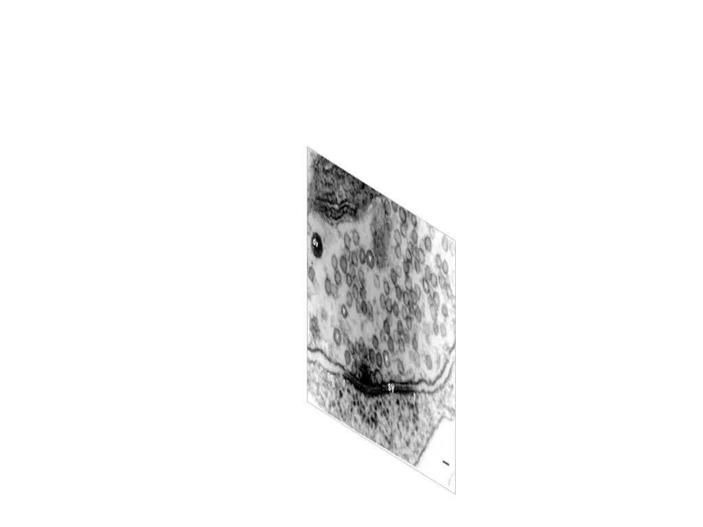 slide17