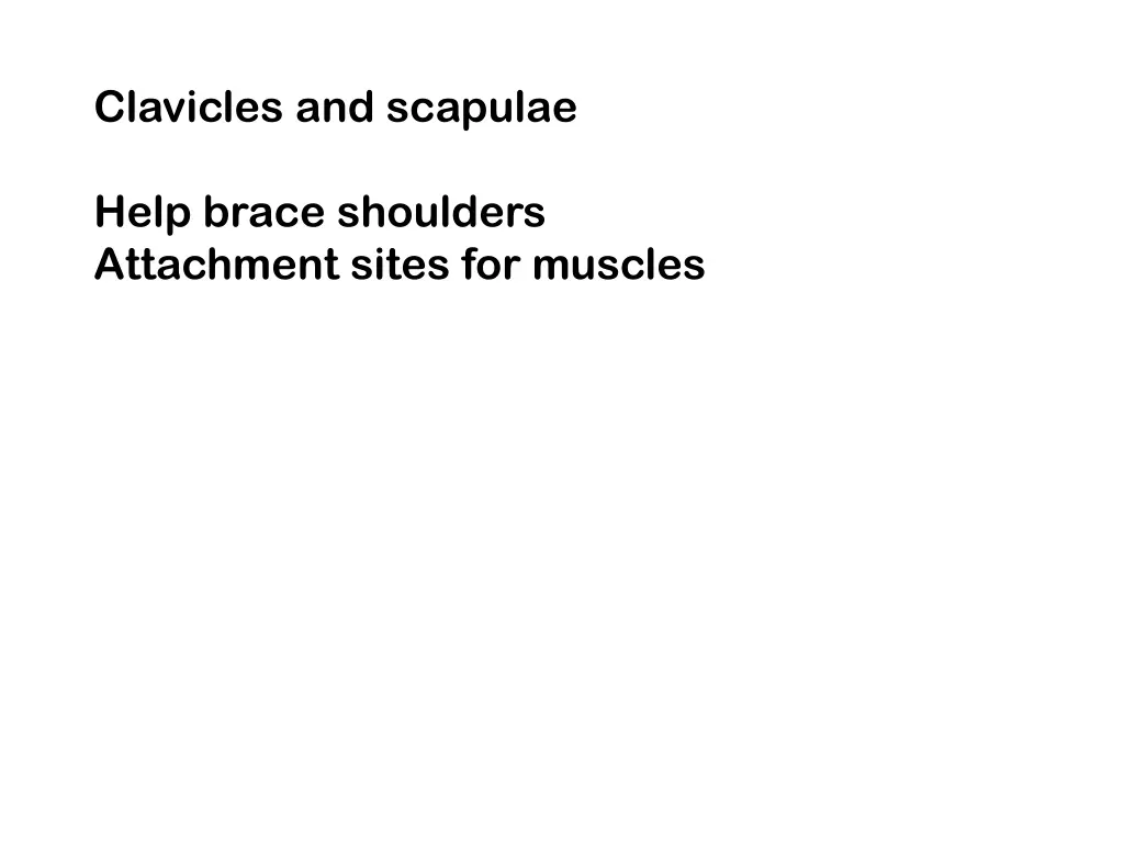 clavicles and scapulae
