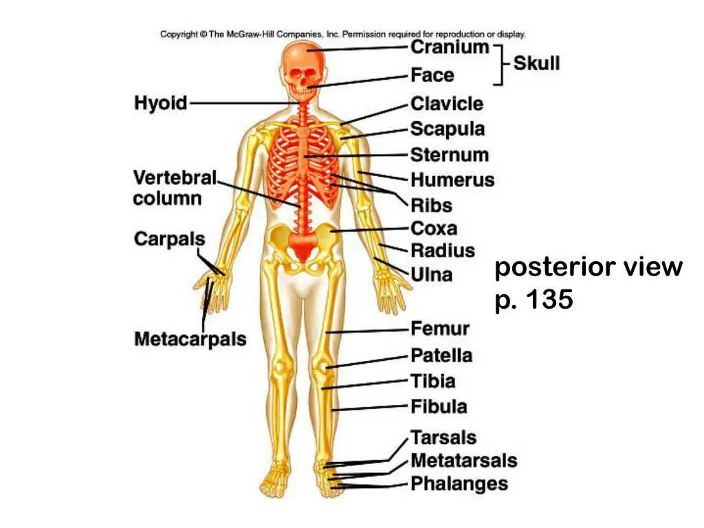 posterior view p 135