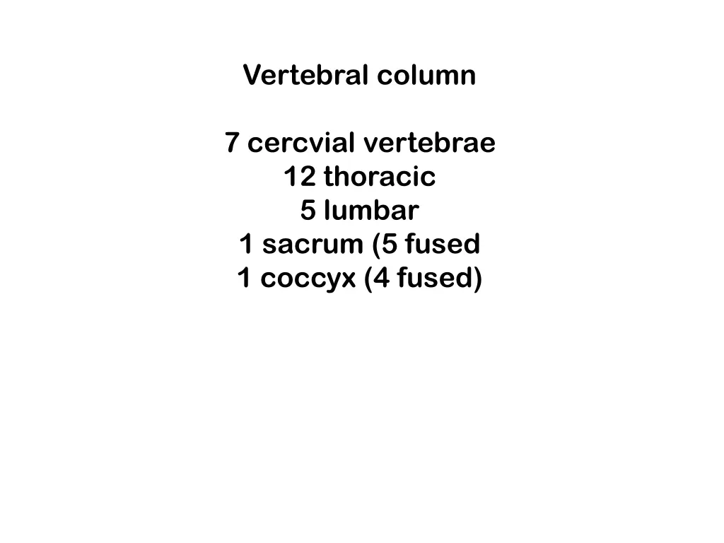 vertebral column