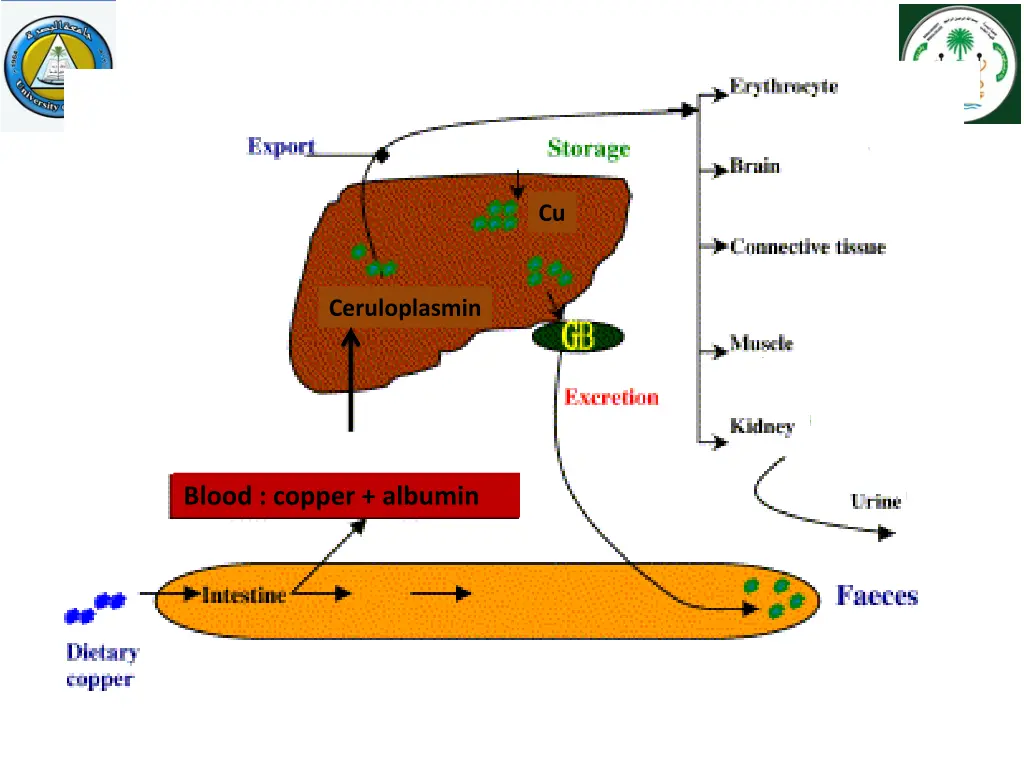 copper metabolism