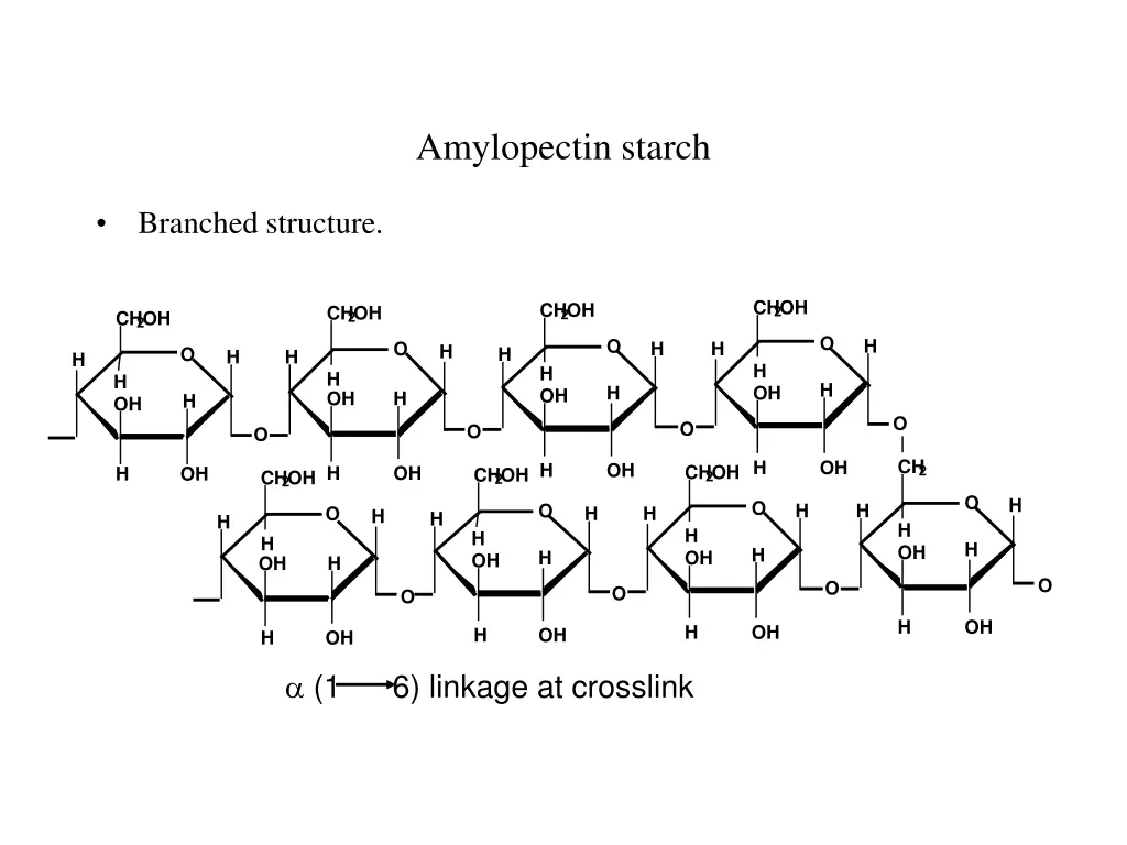 amylopectin starch