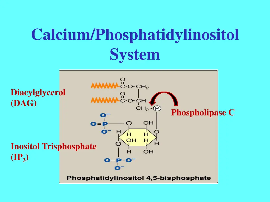calcium phosphatidylinositol system