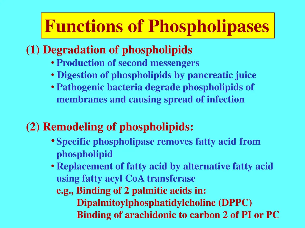 functions of phospholipases