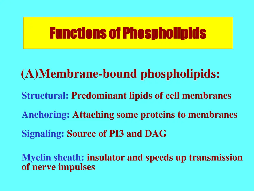 functions of phospholipids functions