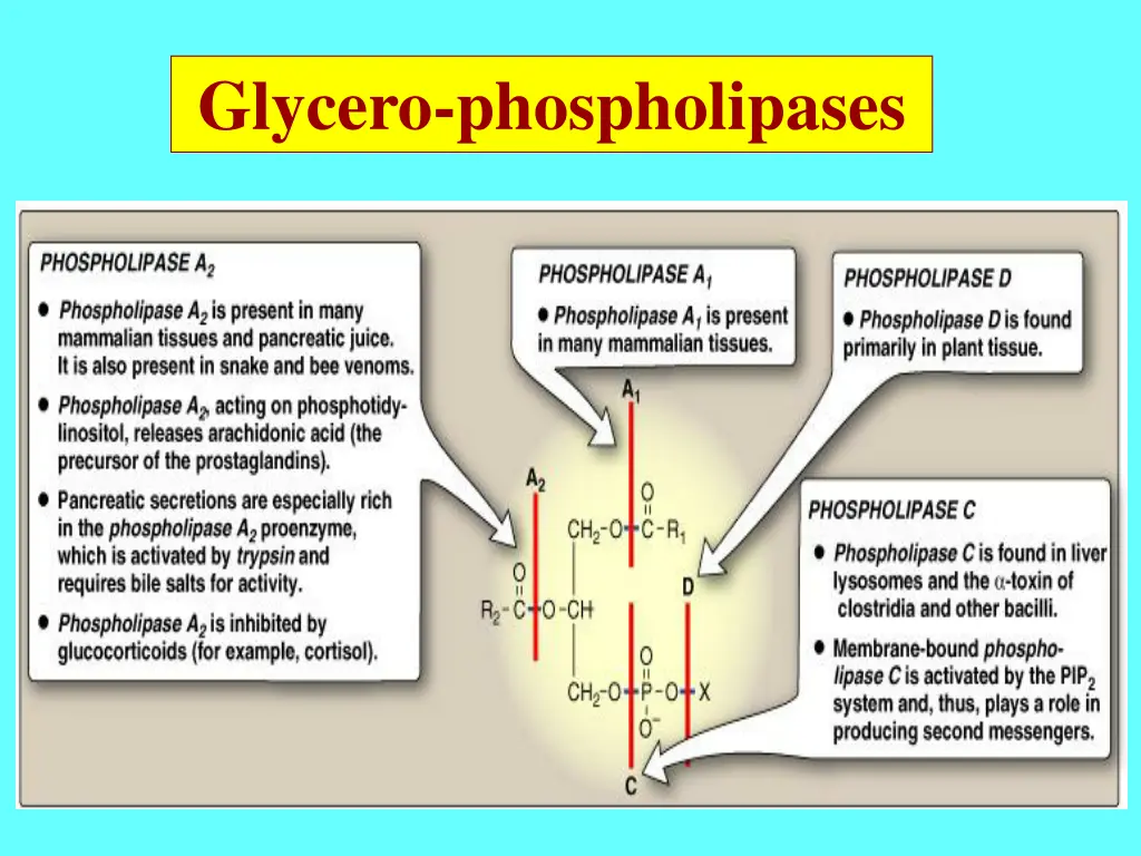 glycero phospholipases