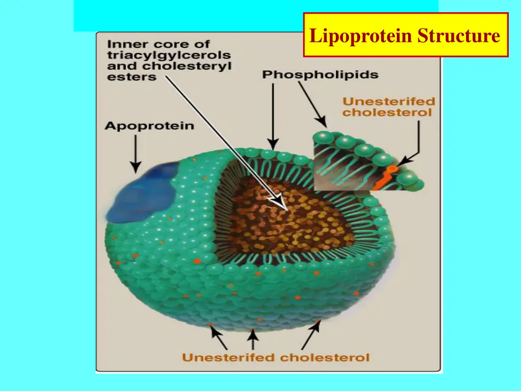 lipoprotein structure