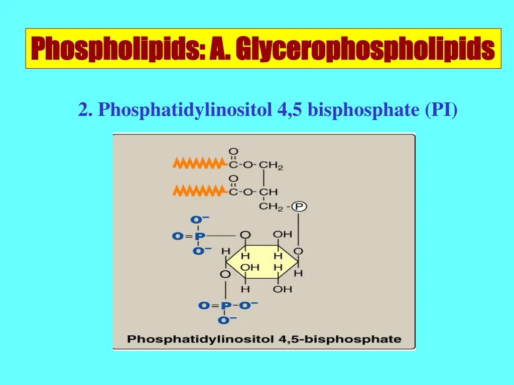 phospholipids a glycerophospholipids 2