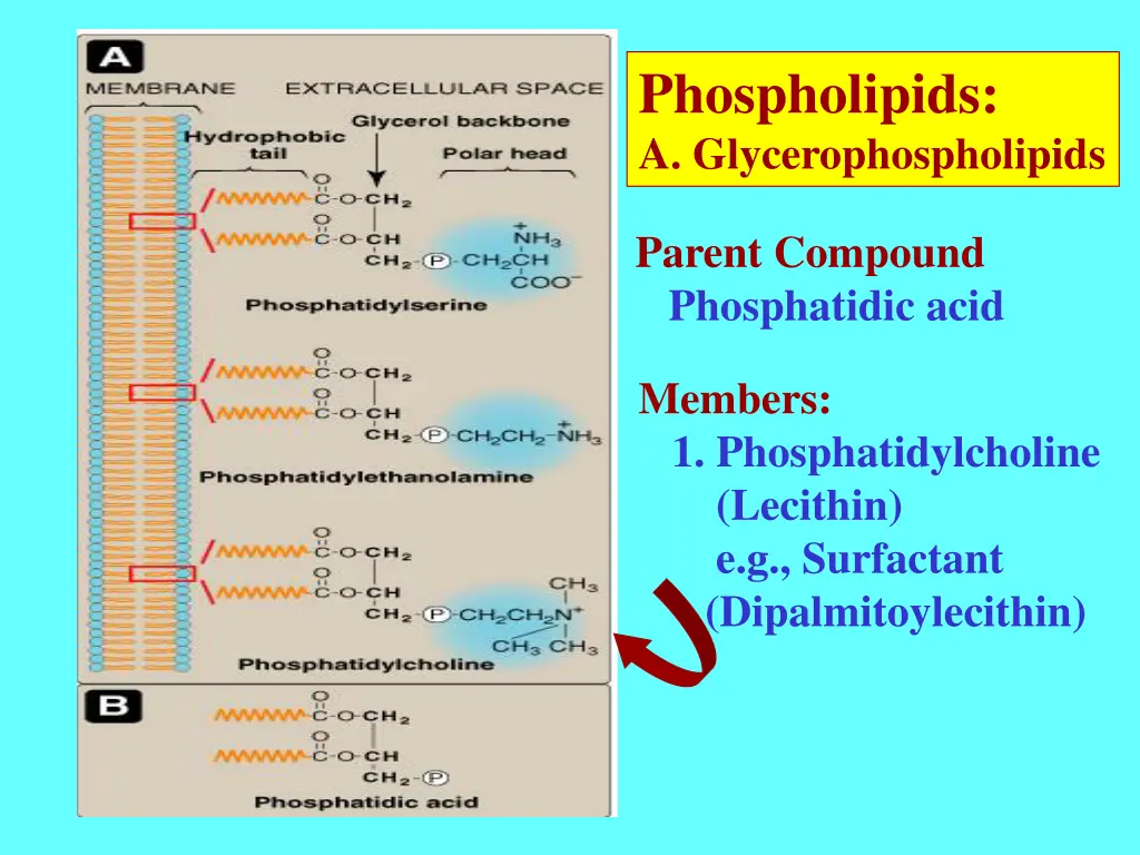 phospholipids a glycerophospholipids