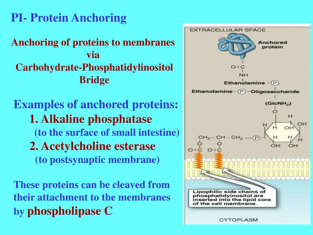 pi protein anchoring
