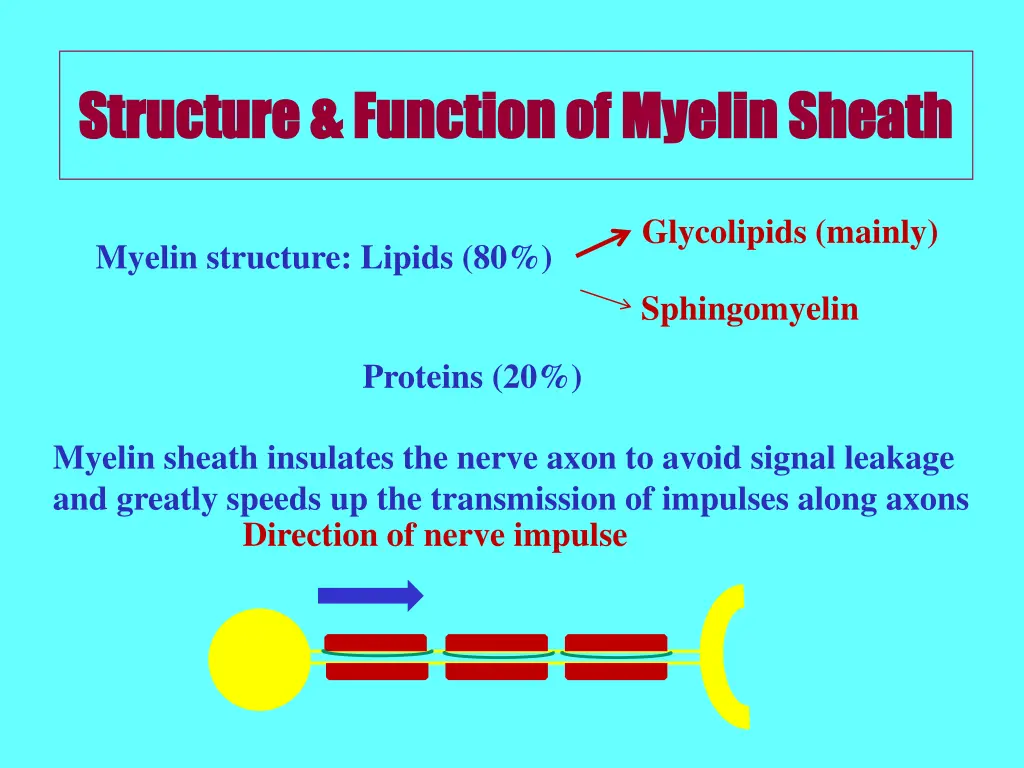 structure function of myelin sheath structure