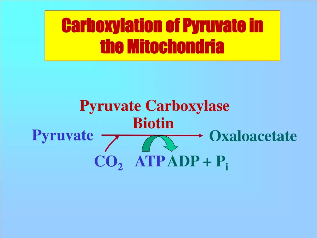 carboxylation carboxylation of the mitochondria