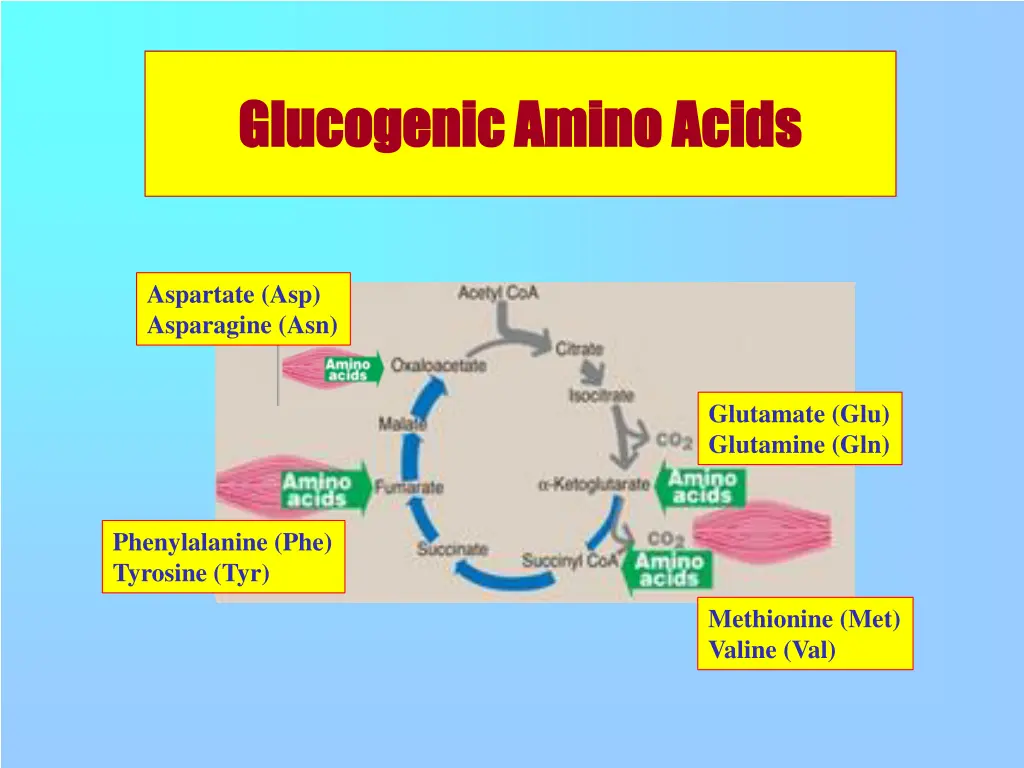 glucogenic amino acids glucogenic amino acids