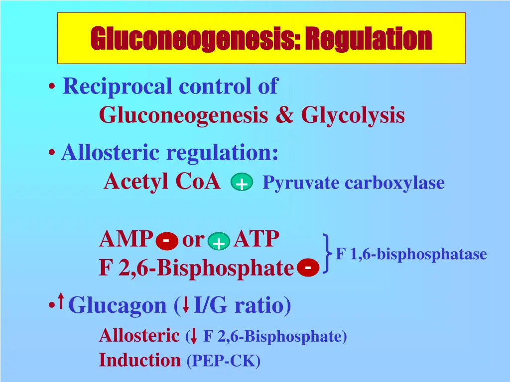 gluconeogenesis regulation gluconeogenesis