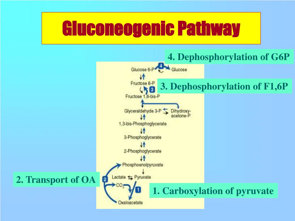 gluconeogenic gluconeogenic pathway