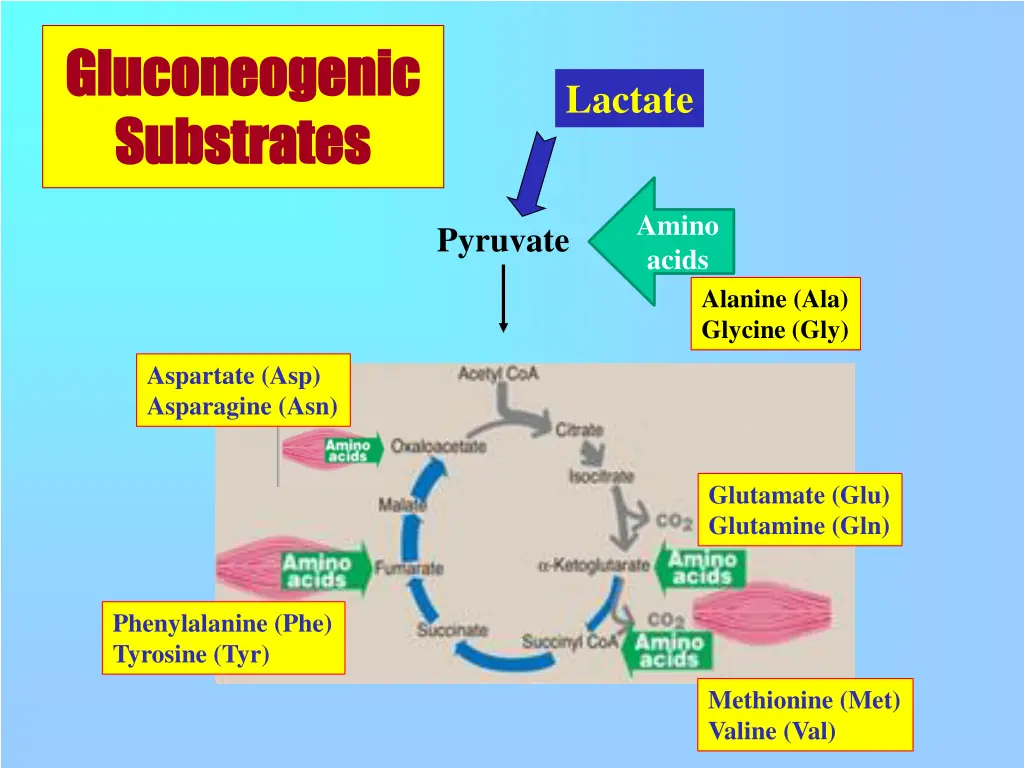 gluconeogenic gluconeogenic substrates substrates