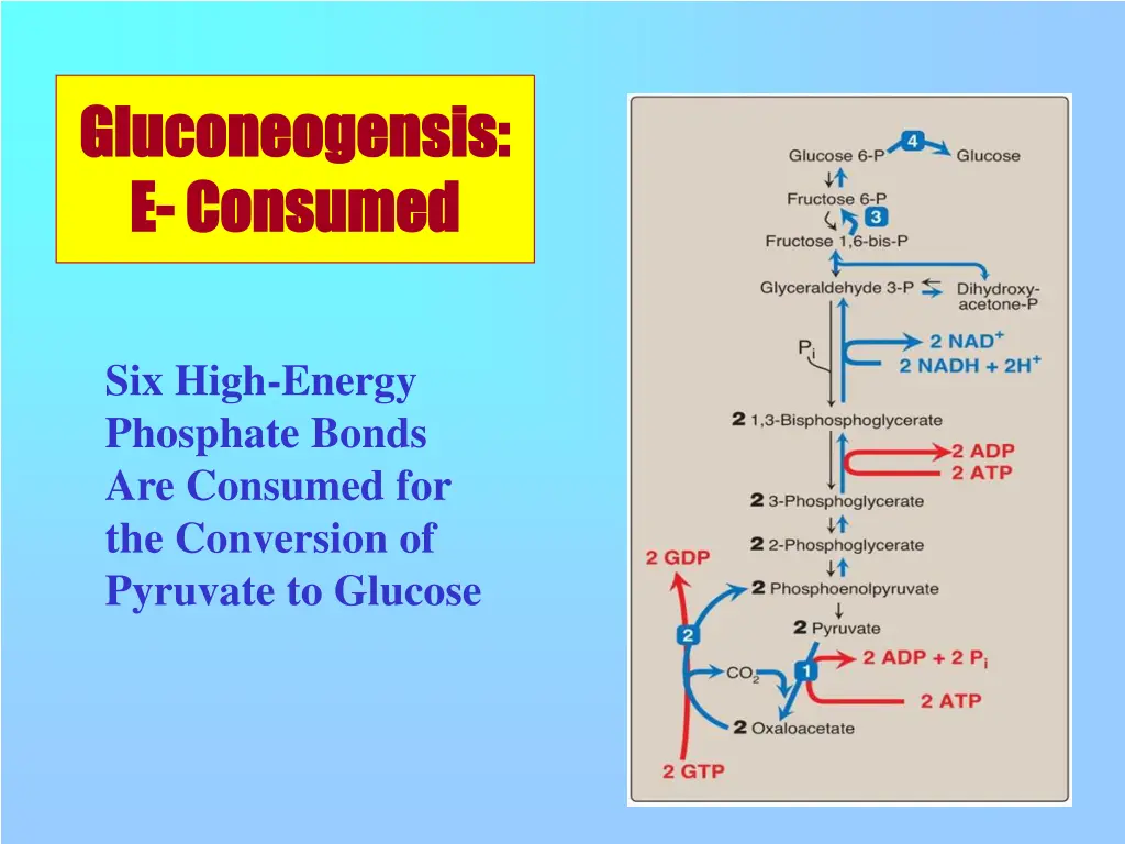gluconeogensis gluconeogensis e e consumed